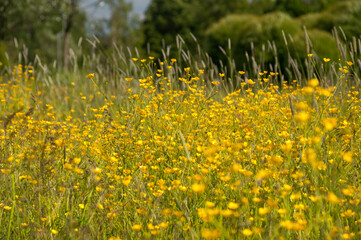 Field of yellow flowers