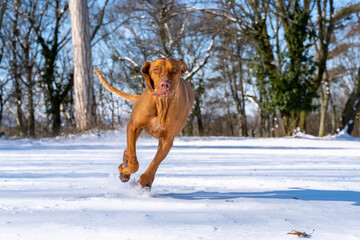 Hungarian Vizsla running and jumping in snow