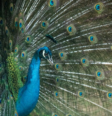 Fototapeta na wymiar the portrait of blue peacock