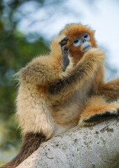 Golden monkey waves his arm