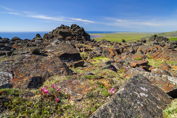 Summer arctic landscape. A view of the rocks, the sea bay and the endless expanses of the tundra. Small wildflowers among the stones. Travels and hikes to the far north to the Arctic. Chukotka, Russia