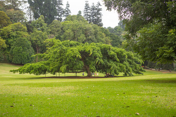 The largest fig tree in the botanic park of Kandy, Sri Lanka