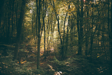 forest full of greenery during a late summer morning with sunlight shining through the branches of the trees