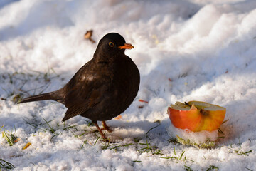 kos z jabłkiem w zimowym plenerze
