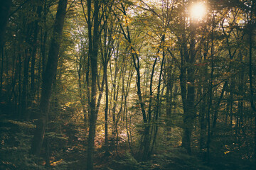 forest full of greenery during a late summer morning with sunlight shining through the branches of the trees