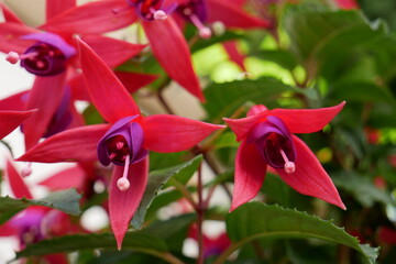 Fleur de fuschia rouge et violette