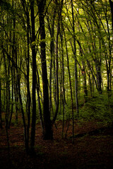 forest full of greenery during a late summer morning with sunlight shining through the branches of the trees