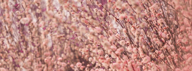 flowers purple background