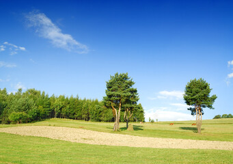 Landscape, tree on green field and the blue sky