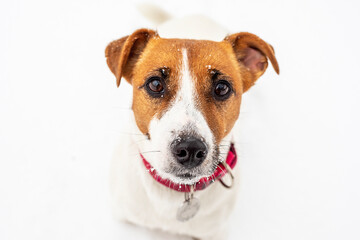 muzzle jack russell terrier smooth in the snow on a background of snow