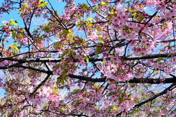 青空と河津桜 ピンクの花アップ