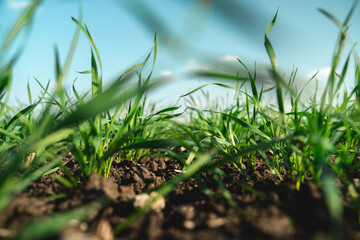 Green field grass in black ground against blue clear sky