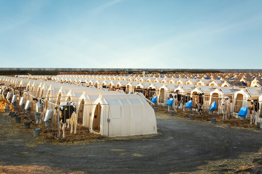 Pretty little calves near their hutches on farm. Animal husbandry