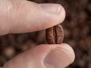 The roasted coffee bean is held between the fingers. Macro photography.