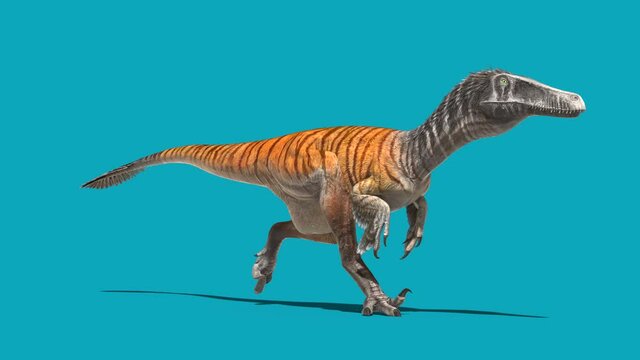 Austroraptor Runcycle Blue Screen Loop Dinosaurs 3D Rendering Animation 4K