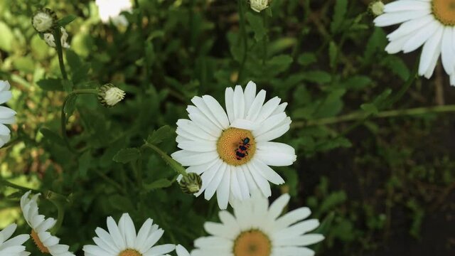 Beautiful chamomile top view. A soldiers bed bug, a winged bug, a red bug on a flower. Close