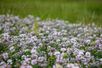 Obraz premium Close up view of white and purple wild flowers in the field. Selective focus. Blurred view.