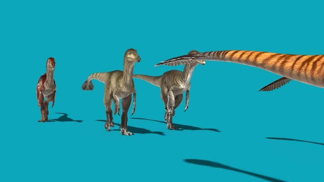 Group of Austroraptors Walks Blue Screen Front Dinosaurs 3D Rendering Animation 4K