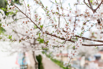 Closeup flower blossom in springtime. Colorful bright petal and vivid leaf. Macro softness picture, elegant decorative surfaces. Feminine, organic wallpaper. Scenic background