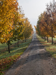 Fototapeta premium Rural country road, alley with autumn colored yellow maple trees. Sunlight, shadows, fog and mist. Romantic autumn scene
