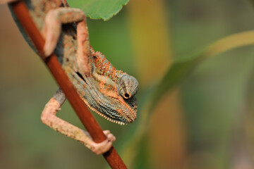 chameleon on a branch in close look and bright daylight 