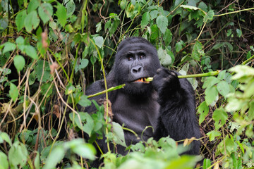 a huge male silverback mountain gorilla eating lunch in daylight in uganda jungle 