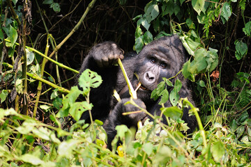 mountain gorilla in sun light feeding 