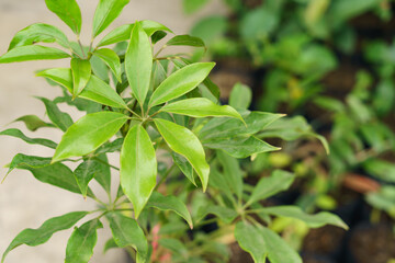 Top of the Schefflera leucantha tree