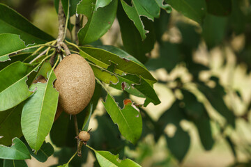 Sapodilla fruits on a sapodilla tree
