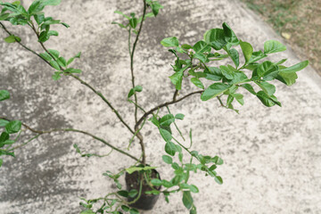 Kaffir lime tree grown in a planting bag