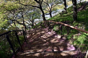 神奈川県松田山 河津桜 桜ロード 遊歩道