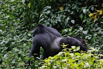 huge silverback male gorilla passing by in deep jungle of uganda in africa 