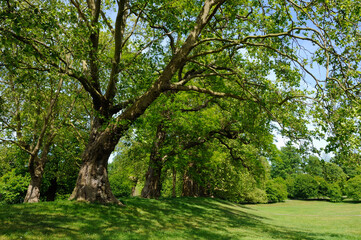 Fototapeta na wymiar Trees in Greenwich Park, London, South East England, in the springtime