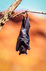 Bat