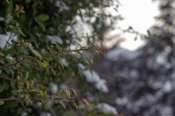 Close up view of branches with green leaves and blurred background. Selective focus.