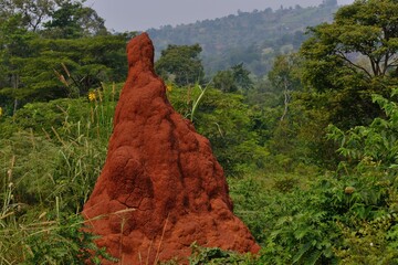 huge red anthill in Uganda with african landscape 