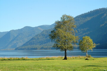 landscape with lake and trees
