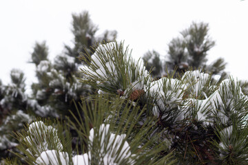 Naklejka na ściany i meble Wintery landscape view with pine cones and snow on the branches of a pine tree. Selective focus.