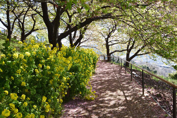 神奈川県松田山 河津桜と菜の花 遊歩道