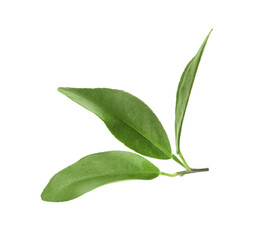 Green leaves of kumquat tree on white background