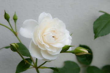 Fototapeta premium feine weiße Heckenrose mit Knospen und Blättern im Hintergrund vor einem hellen Hintergrund, feinblättrig