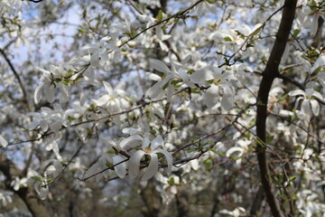 blossom in spring. Beauty of fresh bloom magnolia tree in spring time on a sunny day