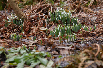 February and wild snowdrops begin to flower in the moorland smallholding garden