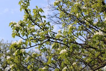 leaves against blue sky. branches against sky. Blooming pear on a sunny day in spring. Beauty of botanical garden in spring time.