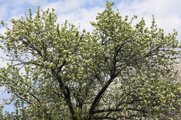 branches against sky. Blooming pear on a sunny day in spring. Beauty of botanical garden in spring time.