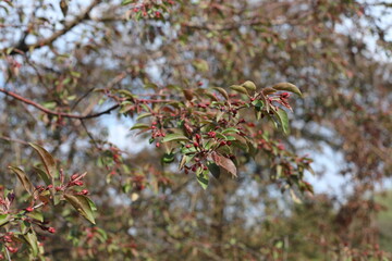 red berries flowers of a tree. Beauty of botanical garden in spring time.