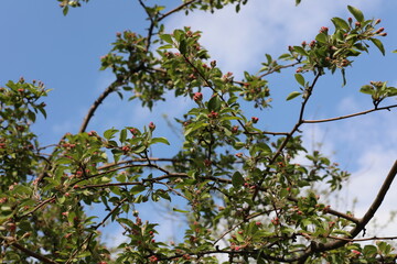 green apple tree with leaves. Beauty of botanical garden in spring time.