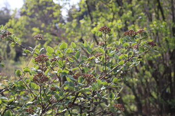 spring in the garden. Beauty of botanical garden in spring time.