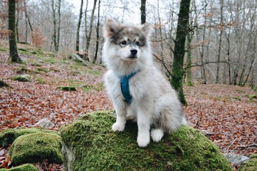 Portrait of a Finnish Lapphund puppy dog