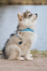 Portrait of a Finnish Lapphund puppy dog